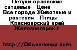 Петухи орловские ситцевые › Цена ­ 1 000 - Все города Животные и растения » Птицы   . Красноярский край,Железногорск г.